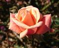 Smoked Salmon rose photo