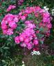 Enfant des Ardennes rose photo