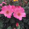 Pink Angel rose photo