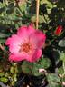 Pink Angel rose photo