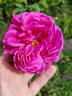 Madame Hersilie Ortgies - in commerce rose photo