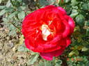 Bolchoï rose photo