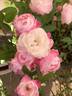 Mrs. William G. Koning rose photo