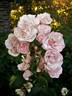 Easy to Cut rose photo