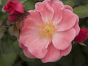 Oso Easy Pink Cupcake rose photo