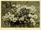 Whitleyi Major peony photo