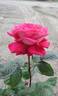 Bobby Charlton rose photo