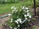 Popcorn rose photo