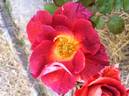 Cheerfully Yours rose photo