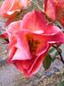 Cheerfully Yours rose photo