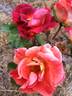 Cheerfully Yours rose photo