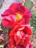 Cheerfully Yours rose photo