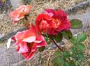 Cheerfully Yours rose photo