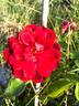 A Knight in Black rose photo