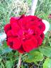 A Knight in Black rose photo