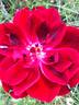 A Knight in Black rose photo