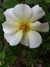 DPG_fs 2_6 rose photo