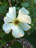 DPG_fs 2_6 rose photo