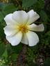 DPG_fs 2_6 rose photo