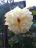 Anima rose photo