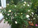 Anima rose photo