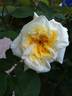 Anima rose photo