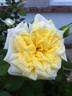 Anima rose photo