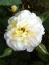 Creamy Treasure rose photo