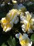Creamy Treasure rose photo
