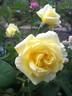 Creamy Treasure rose photo