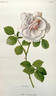 Dr. Van Fleet rose photo
