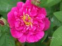Marjolin rose photo
