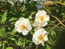 Trier rose photo