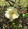 Le Pactole rose photo