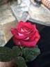 Caboose rose photo