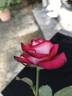 Caboose rose photo