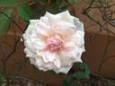 Cels Multiflora rose photo