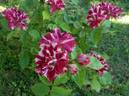 Havlíčkova národní rose photo
