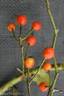 Paragon rose photo