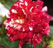 Belle D'Espinouse rose photo