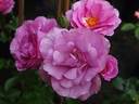 Black Country Pride rose photo