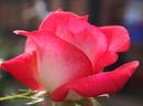 Hilde ™ rose photo