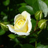 Absalom rose photo