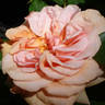 Anni Berger rose photo
