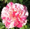 Julio Iglesias rose photo