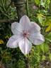 Jan Pawel II clematis photo