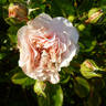 Badener Rosentraum rose photo
