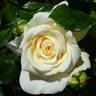 Beate Anita rose photo