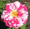 Julio Iglesias rose photo