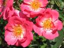 Chuckles rose photo